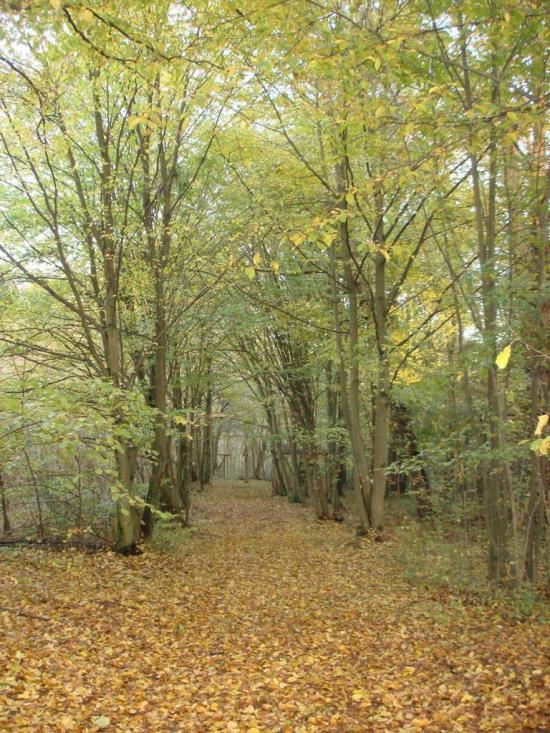 Хрипськ з panoramio.com - Хрипск