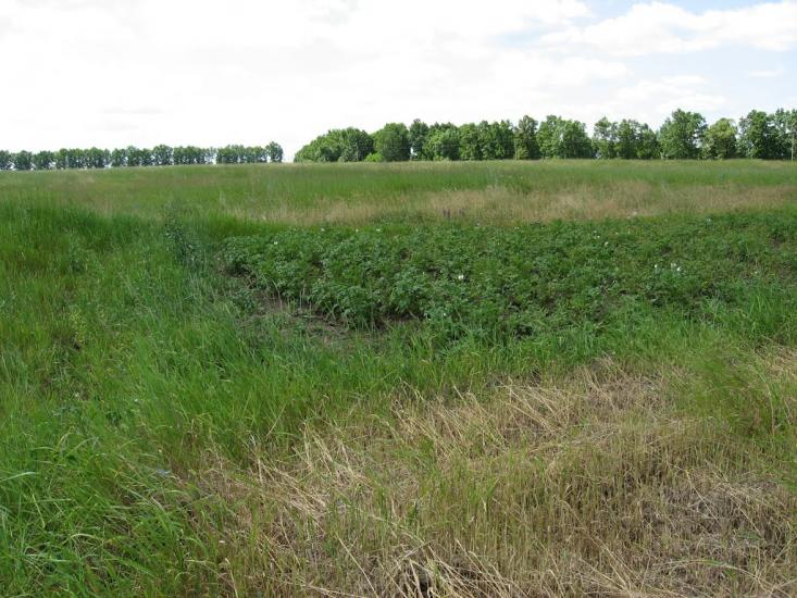 Вільшани з panoramio.com - Ольшаны
