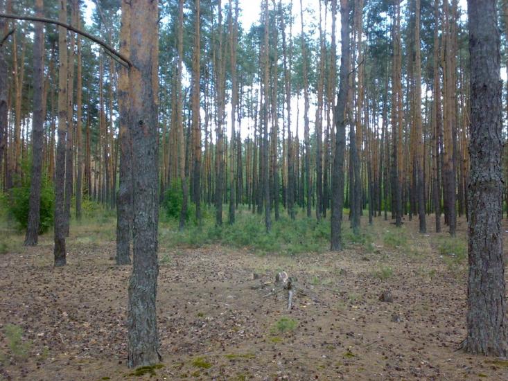 Сидоровичі з panoramio.com - Сидоровичі