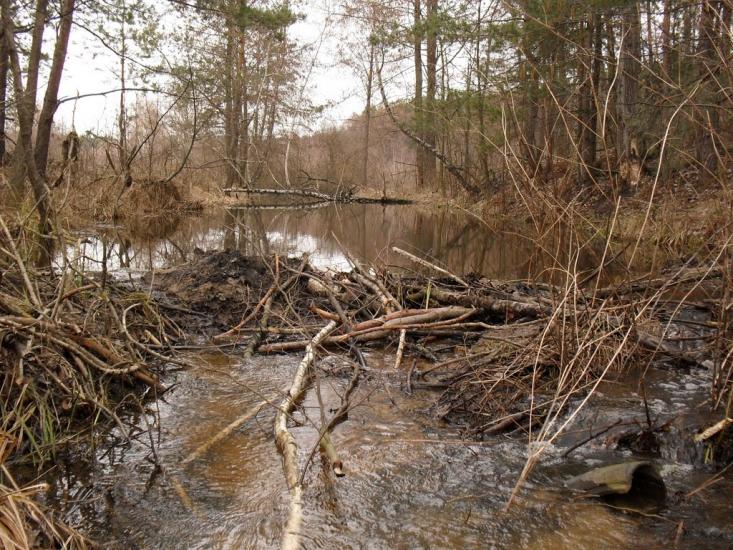Клавдієво-Тарасове з panoramio.com - Клавдієво-Тарасове