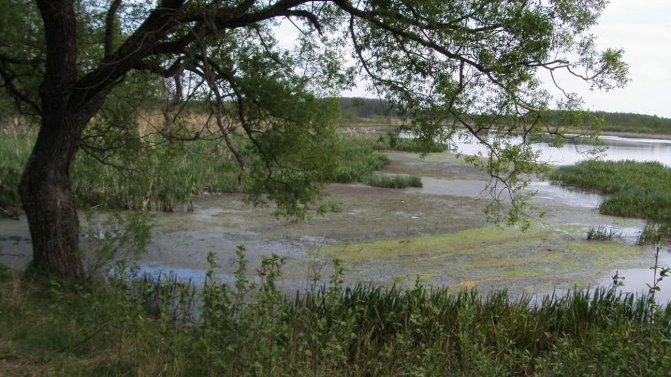 Машеве з panoramio.com - Машево