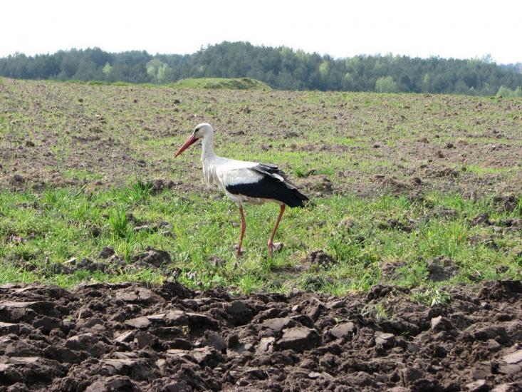 Ступно з panoramio.com - Ступно