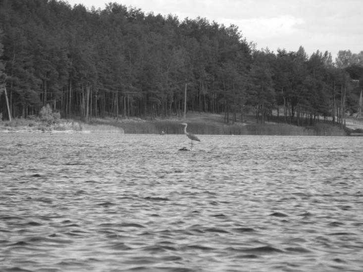 Гамарня з panoramio.com - Гамарня