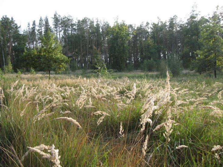 Хоцьки з panoramio.com - Хоцки