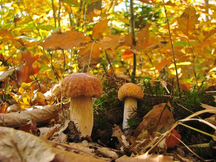 Підмихайля з panoramio.com - Подмихайло