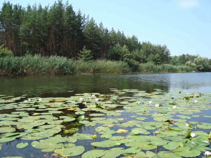 Вільхуватка з panoramio.com - Вільхуватка