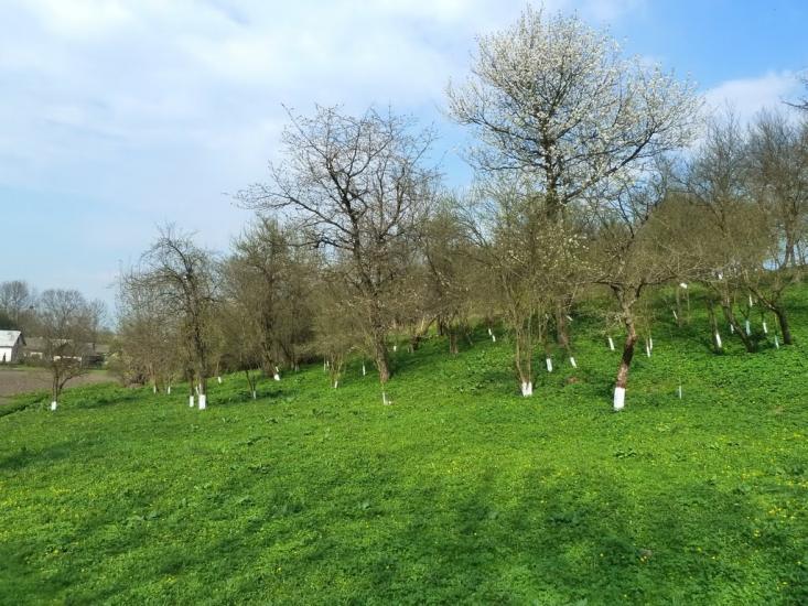 Бзовиця з panoramio.com - Бзовица