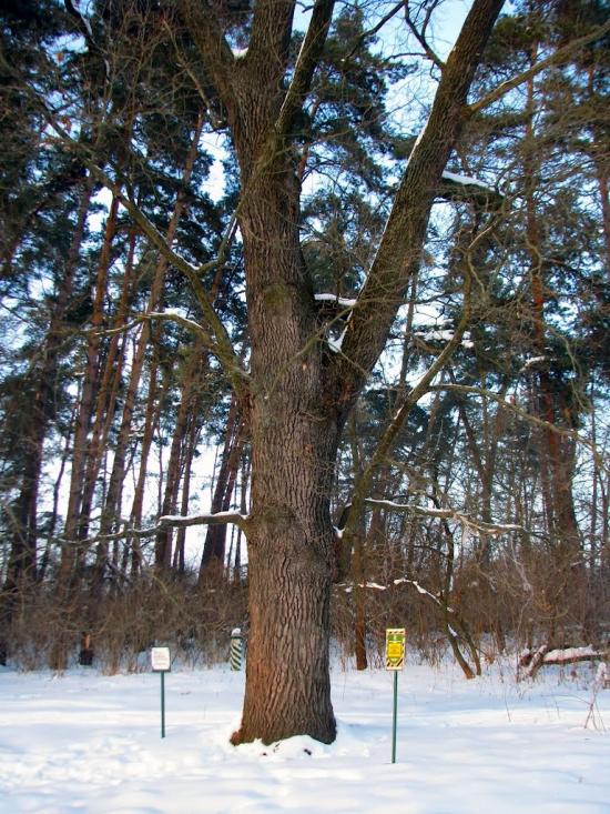 Волиця з panoramio.com - Волица