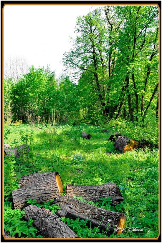 Серебрянка з panoramio.com - Serebryanka