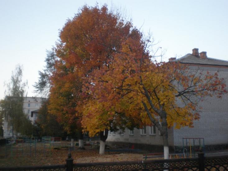 Нова Борова з panoramio.com - Новая Боровая