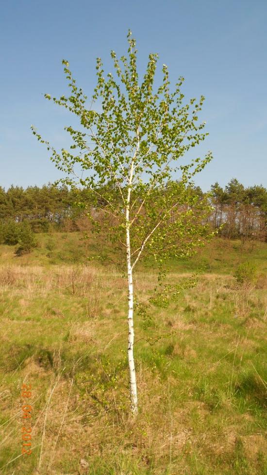 Білопілля з panoramio.com - Білопілля