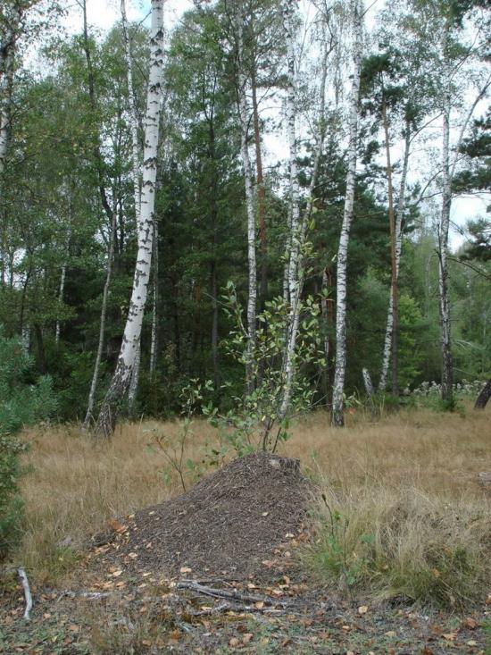 Хрипськ з panoramio.com - Хрипск