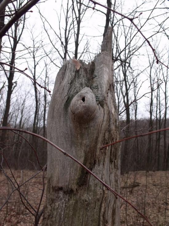 Гусина Поляна з panoramio.com - Гусина Поляна