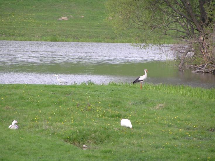 Кодня з panoramio.com - Кодня