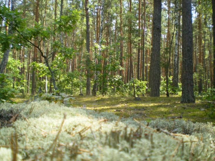 Малин з panoramio.com - Малин