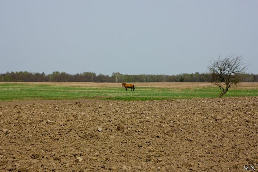 Заріцьк з panoramio.com - Зарецк