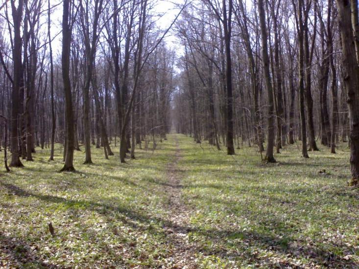 Михальче з panoramio.com - Михальче