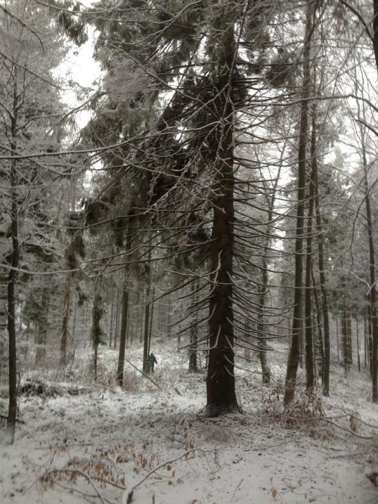 Карпатське з panoramio.com