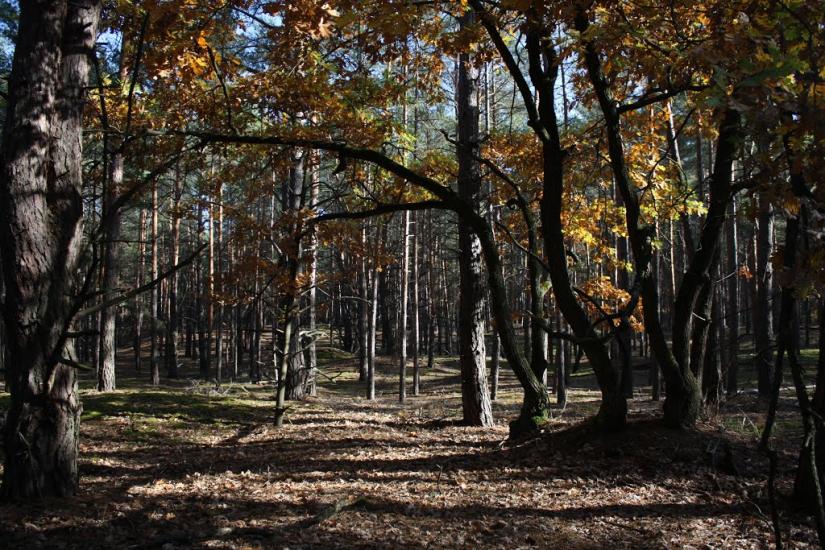 Хоцьки з panoramio.com - Хоцьки