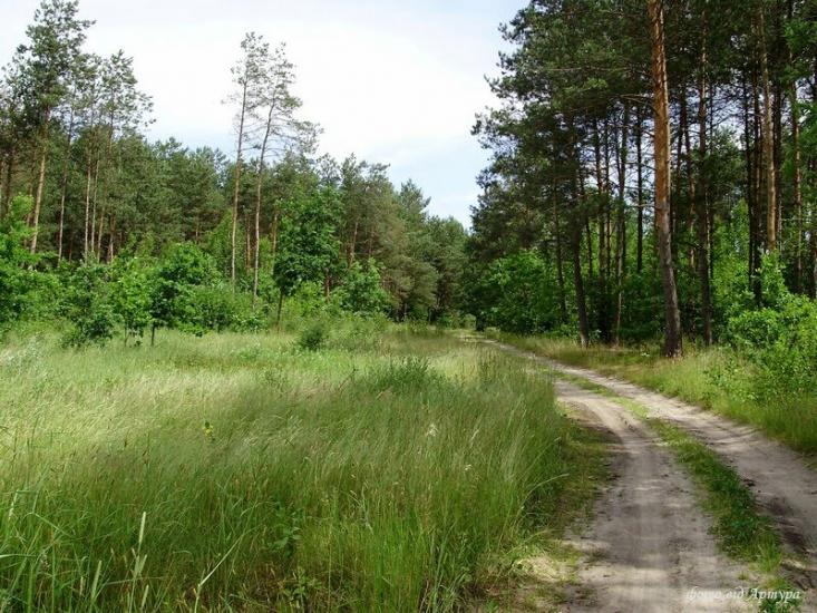 Писарева Воля з panoramio.com - Писарева Воля