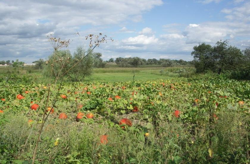 Дмитрівка з panoramio.com - Дмитровка