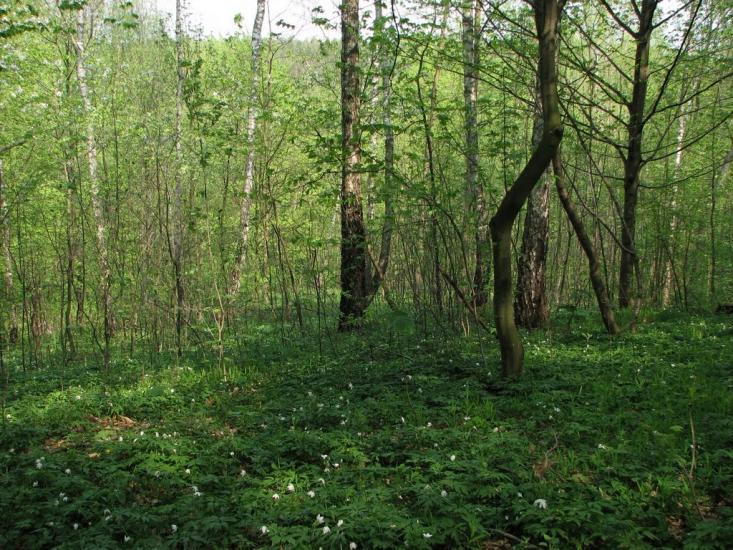 Ступно з panoramio.com - Ступно