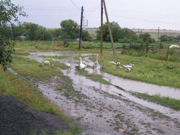 Березнегувате з panoramio.com - Berezneguvate