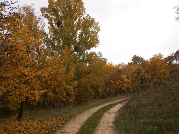 Нечаївка з panoramio.com - Нечаевка