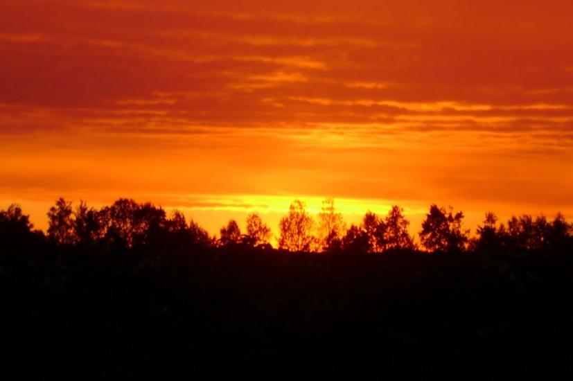 Лісове з panoramio.com - Лісове