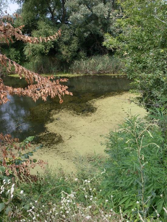 Засупоївка з panoramio.com - Засупоевка
