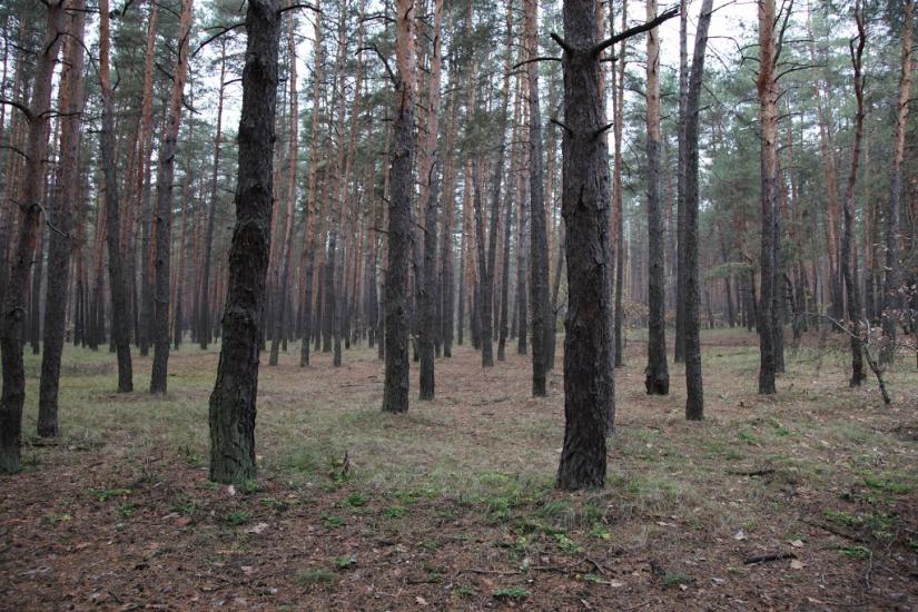 Олександрівка з panoramio.com - Олександрівка