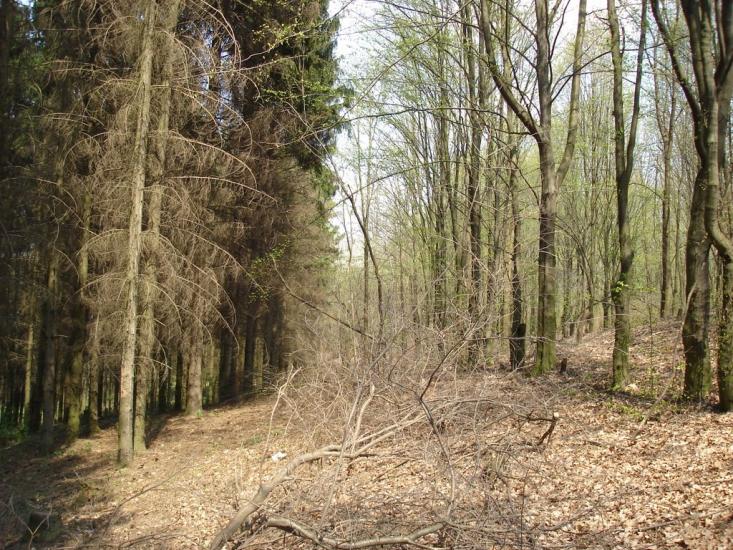 Безіменне з panoramio.com - Bezimenne