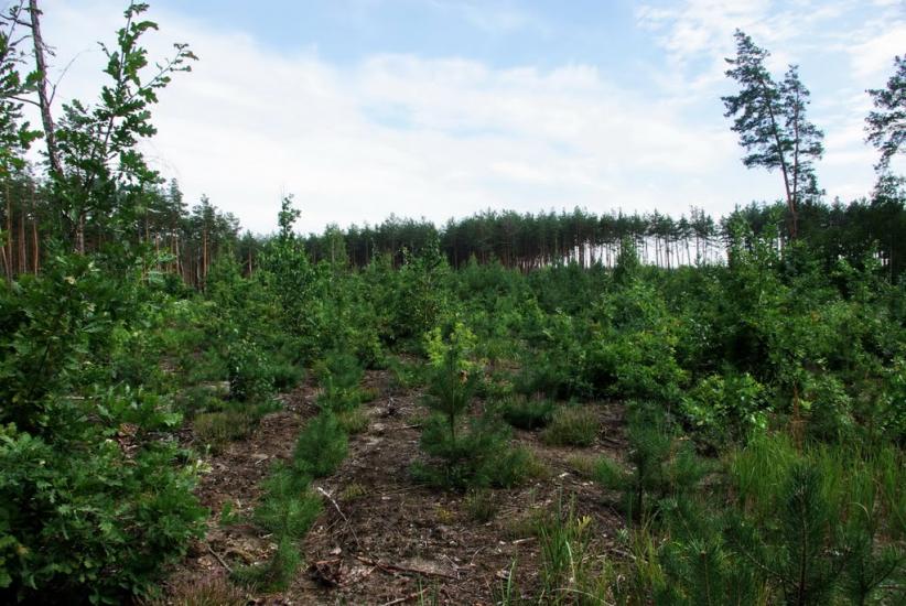 Клавдієво-Тарасове з panoramio.com - Клавдієво-Тарасове
