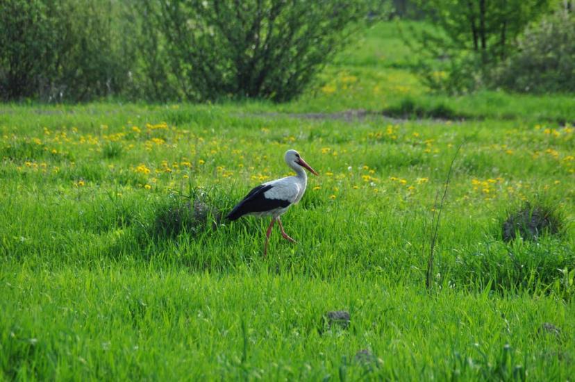 Раківчик з panoramio.com - Rakivchyk