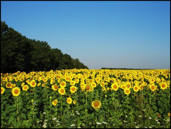 Новий Білоус з panoramio.com - Novyy Bilous