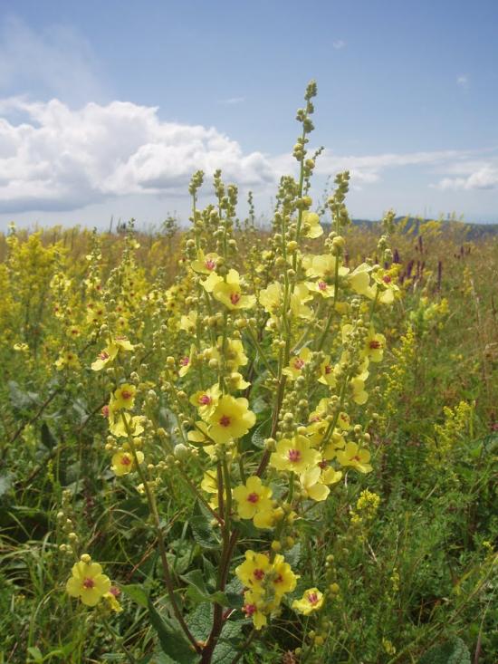 Міжріччя з panoramio.com - Mizhrichchya