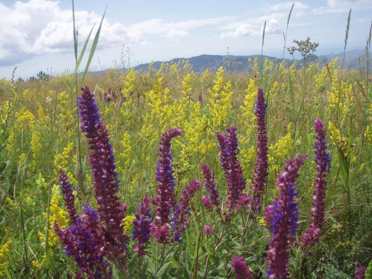 Міжріччя з panoramio.com - Mizhrichchya
