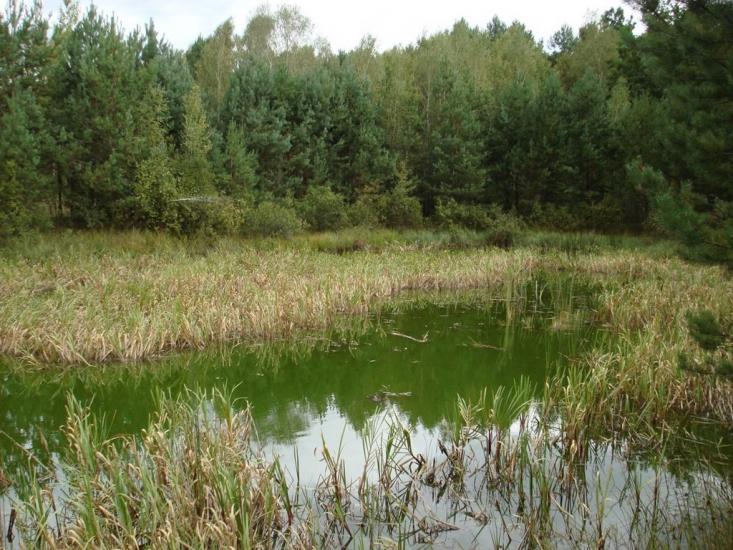 Хрипськ з panoramio.com - Хрипск