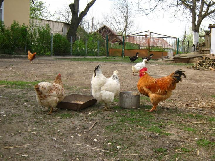 Новосілки з panoramio.com - Новосілки