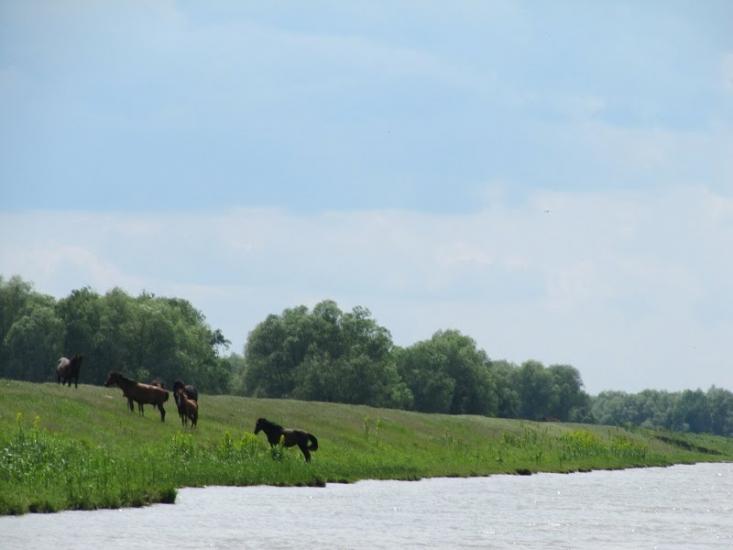 Дунайське з panoramio.com (ч.2) - Дунайське