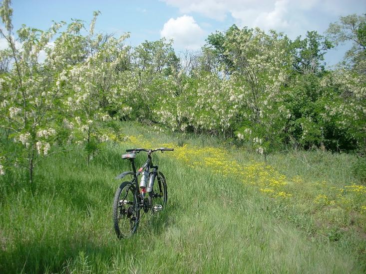 Лози з panoramio.com - Лозы
