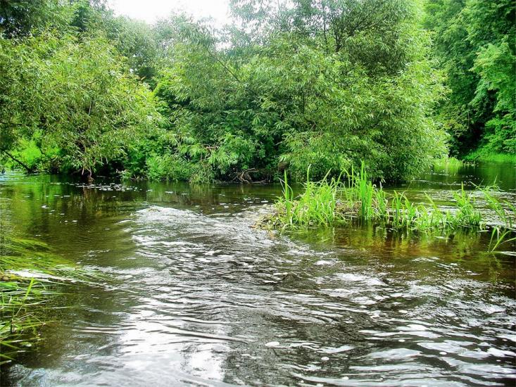 Нова Романівка з panoramio.com - Нова Романівка