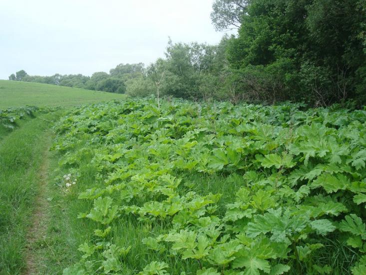 Мацьківці з panoramio.com - Мацьковцы