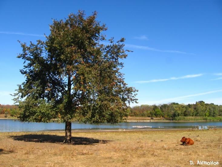 Христофорівка з panoramio.com - Христофоровка