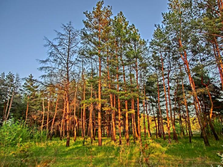 Олександро-Степанівка з panoramio.com - Александро-Степановка