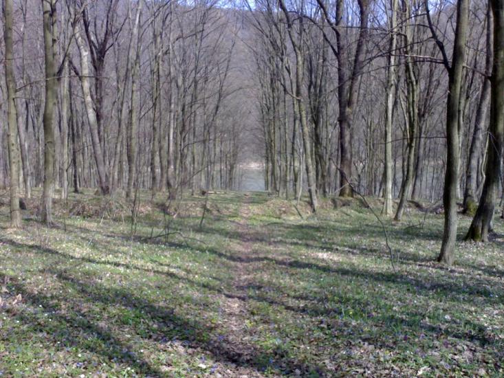 Михальче з panoramio.com - Михальче
