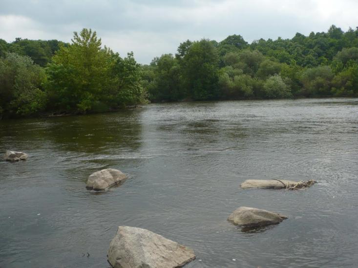 Шершні з panoramio.com - Шершні