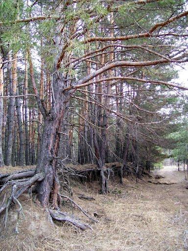 Пролетарське з panoramio.com - Пролетарське