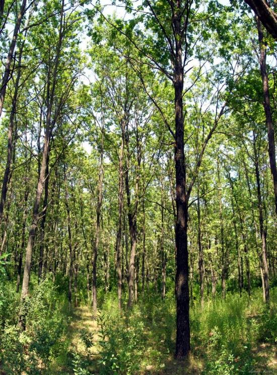 Червоні Поди з panoramio.com - Червоные Поды