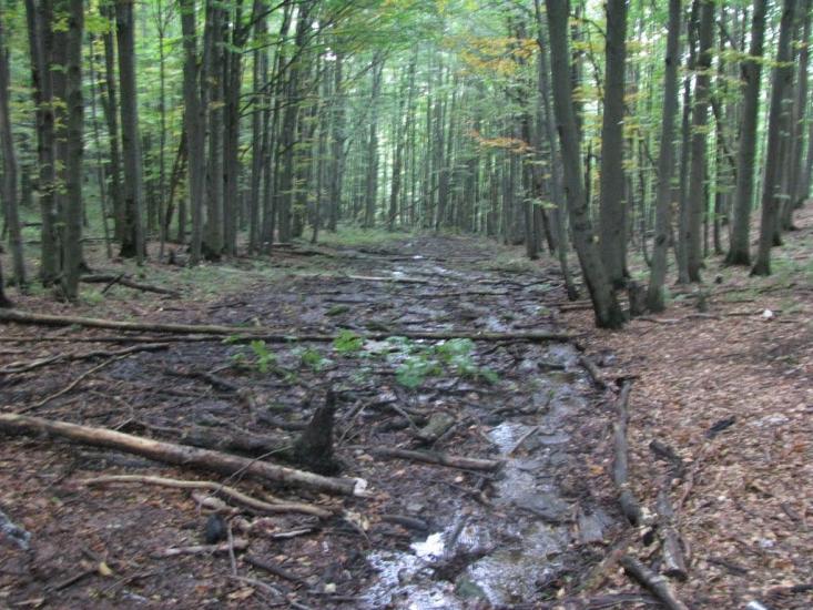 Синяк з panoramio.com - Синяк